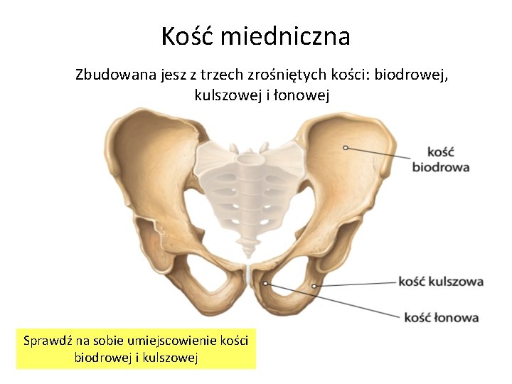 Kość miedniczna Zbudowana jesz z trzech zrośniętych kości: biodrowej, kulszowej i łonowej Sprawdź na