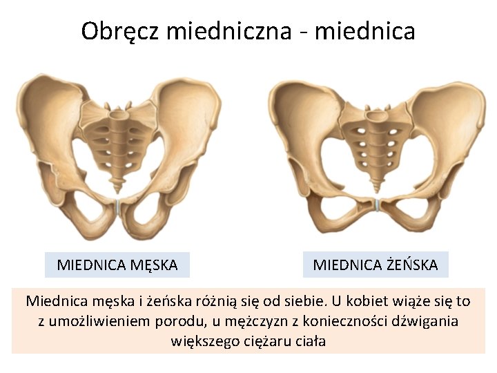 Obręcz miedniczna - miednica MIEDNICA MĘSKA MIEDNICA ŻEŃSKA Miednica męska i żeńska różnią się