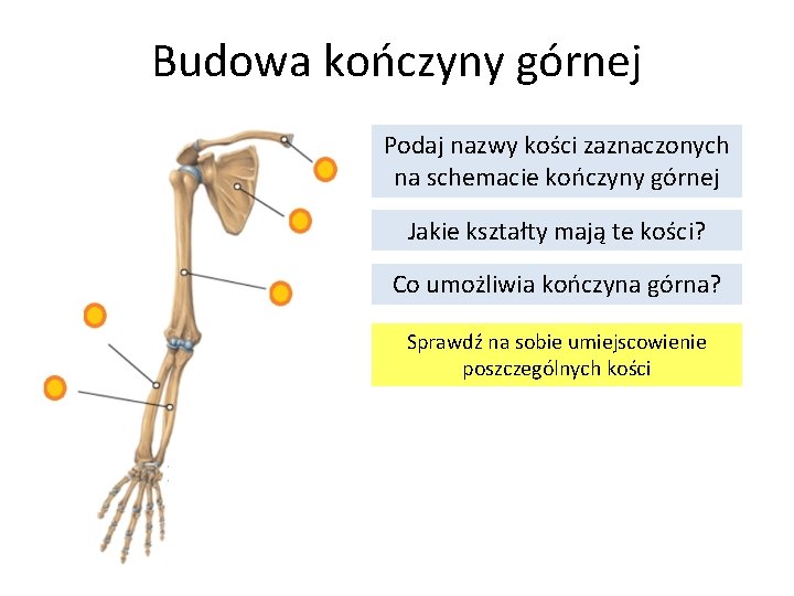 Budowa kończyny górnej Podaj nazwy kości zaznaczonych na schemacie kończyny górnej Jakie kształty mają