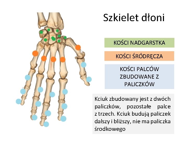 Poznajemy Budow Szkieletu Koczyn I Obrczy NA LEKCJI poznajemy-budow-szkieletu-koczyn-i-obrczy-na-lekcji