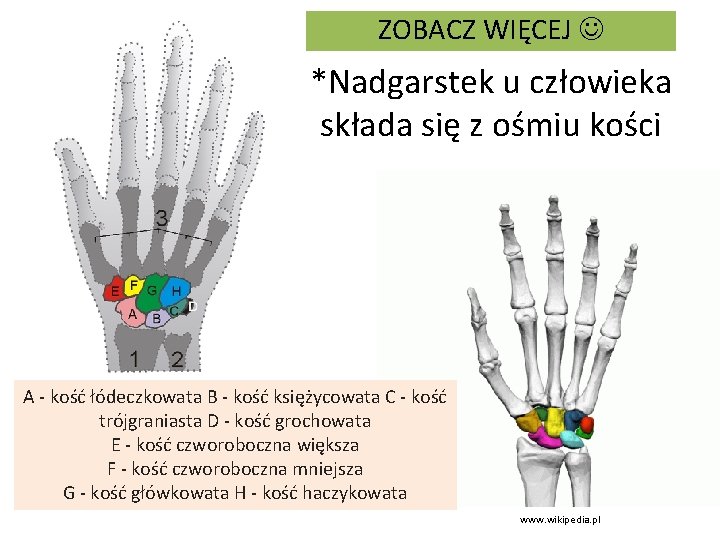 ZOBACZ WIĘCEJ *Nadgarstek u człowieka składa się z ośmiu kości A - kość łódeczkowata