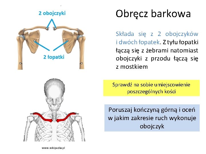 Obręcz Barkowa łączy Kończynę Górną Ze Szkieletem Osiowym