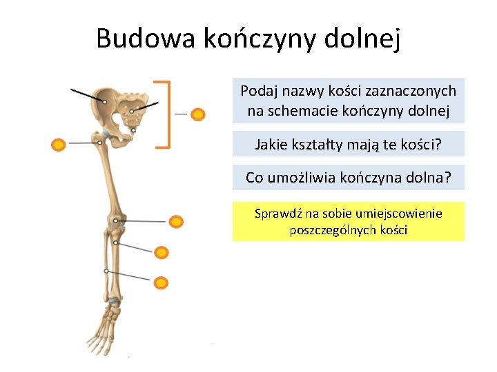 Budowa kończyny dolnej Podaj nazwy kości zaznaczonych na schemacie kończyny dolnej Jakie kształty mają