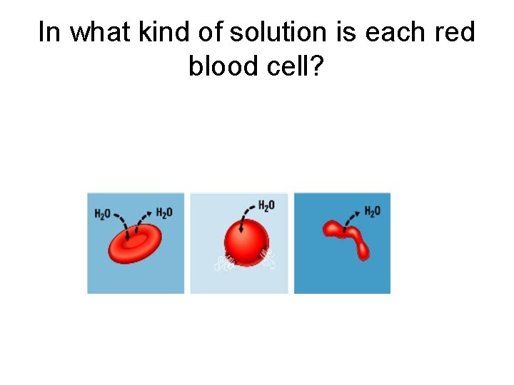 In what kind of solution is each red blood cell? 