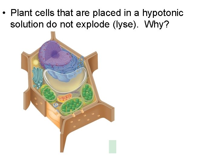 • Plant cells that are placed in a hypotonic solution do not explode