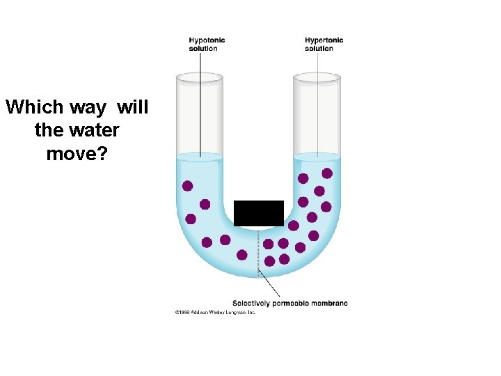 Which way will the water move? 