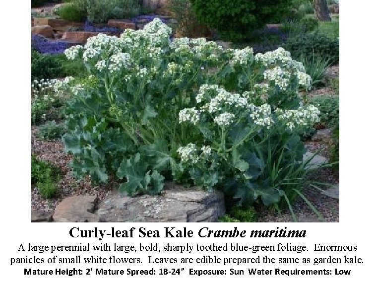 Curly-leaf Sea Kale Crambe maritima A large perennial with large, bold, sharply toothed blue-green