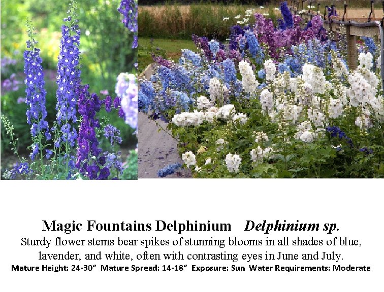 Magic Fountains Delphinium sp. Sturdy flower stems bear spikes of stunning blooms in all