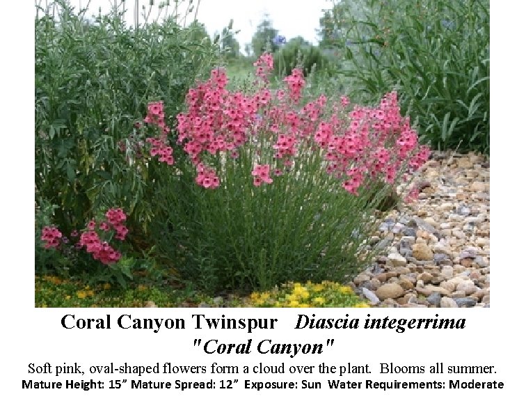 Coral Canyon Twinspur Diascia integerrima "Coral Canyon" Soft pink, oval-shaped flowers form a cloud