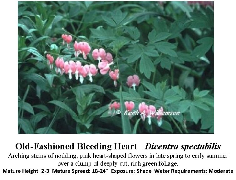 Old-Fashioned Bleeding Heart Dicentra spectabilis Arching stems of nodding, pink heart-shaped flowers in late