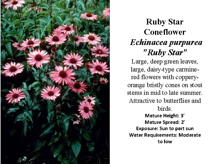 Ruby Star Coneflower Echinacea purpurea "Ruby Star" Large, deep green leaves, large, daisy-type carminered