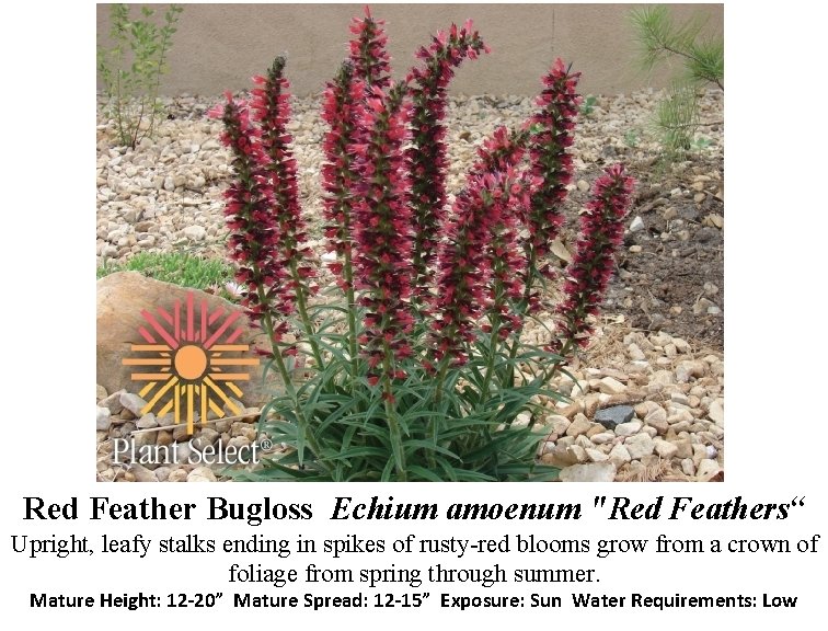 Red Feather Bugloss Echium amoenum "Red Feathers“ Upright, leafy stalks ending in spikes of