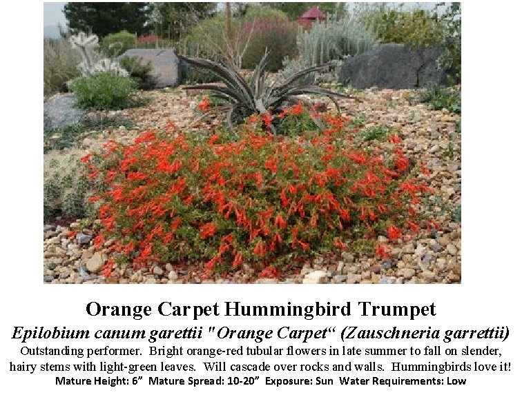 Orange Carpet Hummingbird Trumpet Epilobium canum garettii "Orange Carpet“ (Zauschneria garrettii) Outstanding performer. Bright