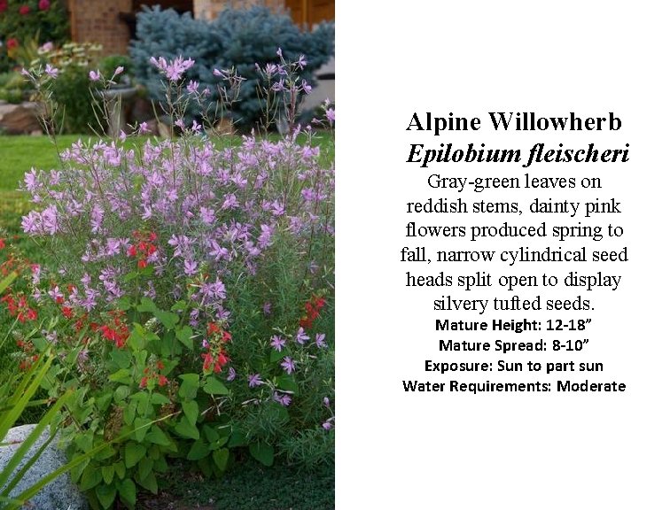 Alpine Willowherb Epilobium fleischeri Gray-green leaves on reddish stems, dainty pink flowers produced spring