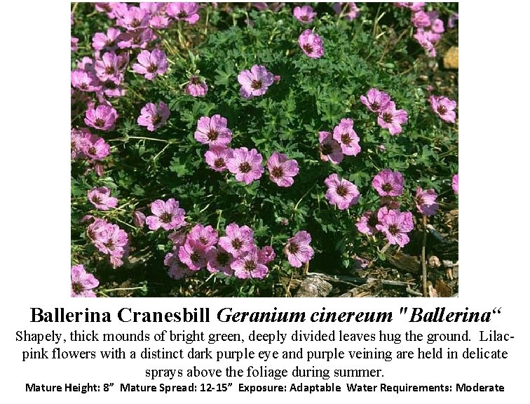 Ballerina Cranesbill Geranium cinereum "Ballerina“ Shapely, thick mounds of bright green, deeply divided leaves