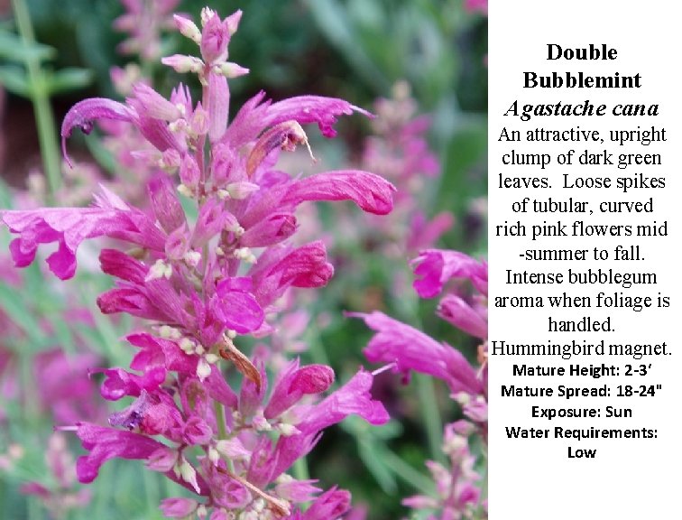 Double Bubblemint Agastache cana An attractive, upright clump of dark green leaves. Loose spikes