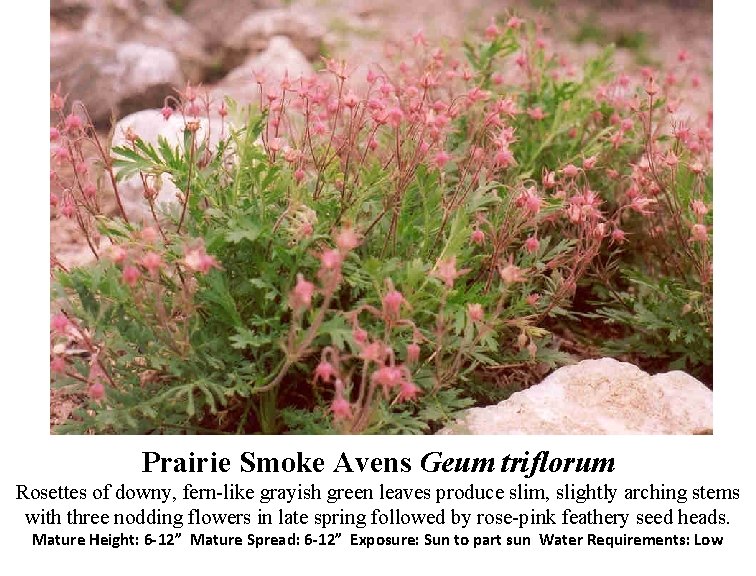 Prairie Smoke Avens Geum triflorum Rosettes of downy, fern-like grayish green leaves produce slim,