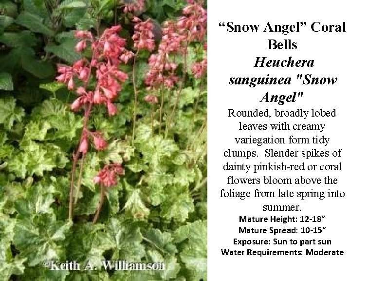 “Snow Angel” Coral Bells Heuchera sanguinea "Snow Angel" Rounded, broadly lobed leaves with creamy