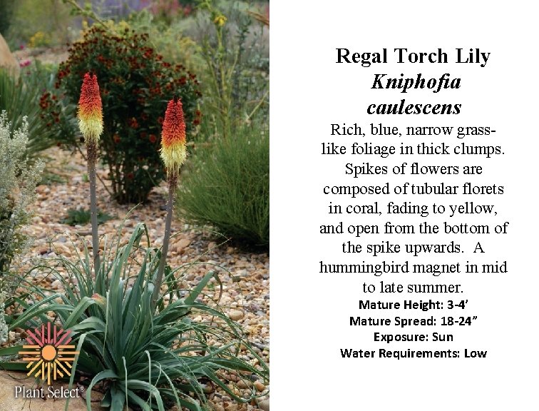 Regal Torch Lily Kniphofia caulescens Rich, blue, narrow grasslike foliage in thick clumps. Spikes