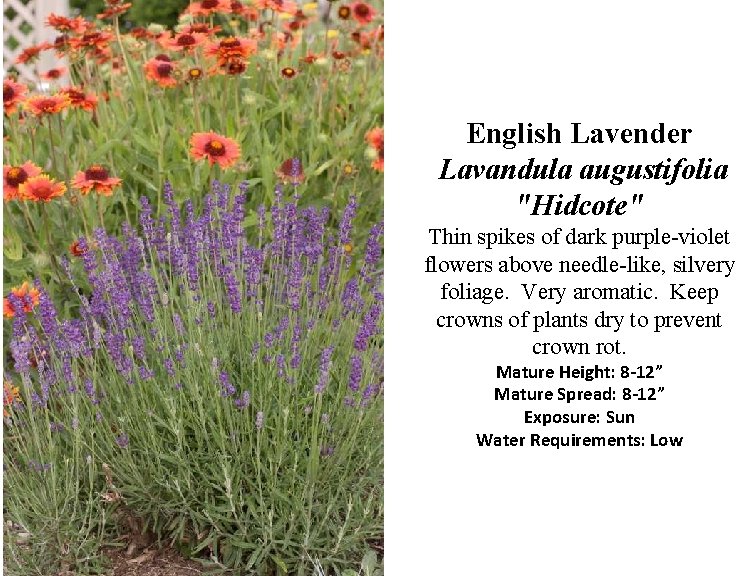 English Lavender Lavandula augustifolia "Hidcote" Thin spikes of dark purple-violet flowers above needle-like, silvery