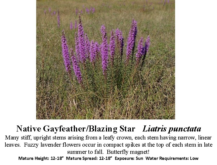 Native Gayfeather/Blazing Star Liatris punctata Many stiff, upright stems arising from a leafy crown,