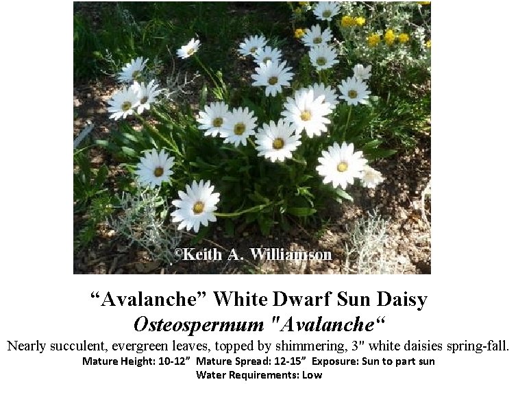 “Avalanche” White Dwarf Sun Daisy Osteospermum "Avalanche“ Nearly succulent, evergreen leaves, topped by shimmering,