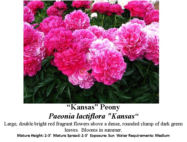 “Kansas” Peony Paeonia lactiflora "Kansas“ Large, double bright red fragrant flowers above a dense,