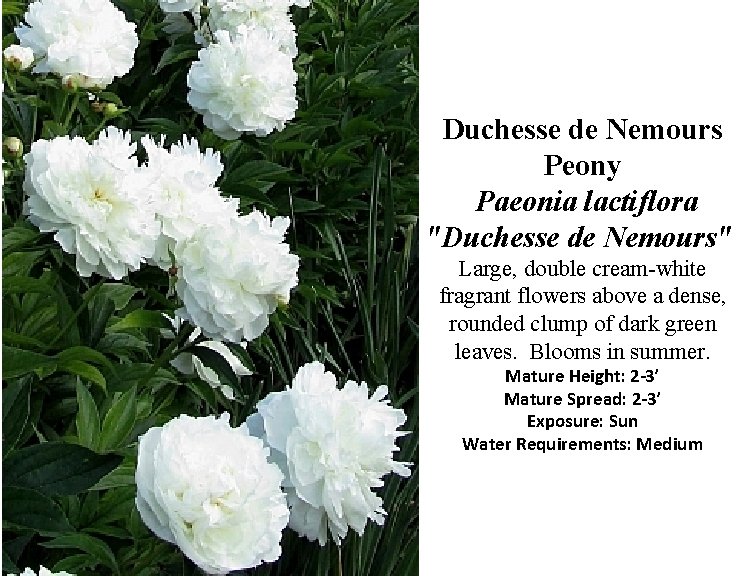 Duchesse de Nemours Peony Paeonia lactiflora "Duchesse de Nemours" Large, double cream-white fragrant flowers