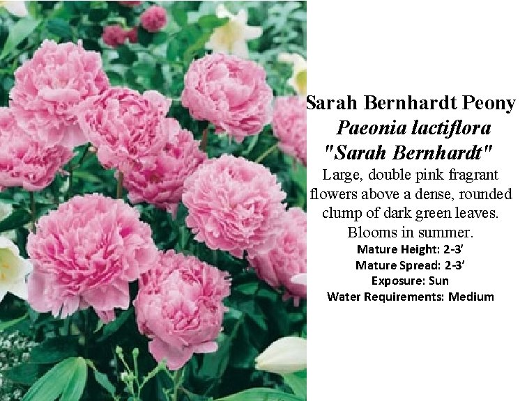 Sarah Bernhardt Peony Paeonia lactiflora "Sarah Bernhardt" Large, double pink fragrant flowers above a