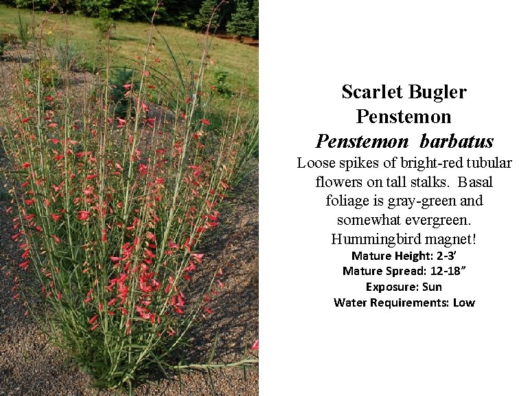 Scarlet Bugler Penstemon barbatus Loose spikes of bright-red tubular flowers on tall stalks. Basal