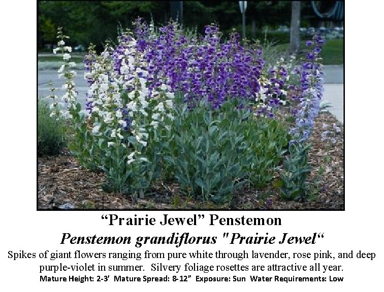 “Prairie Jewel” Penstemon grandiflorus "Prairie Jewel“ Spikes of giant flowers ranging from pure white