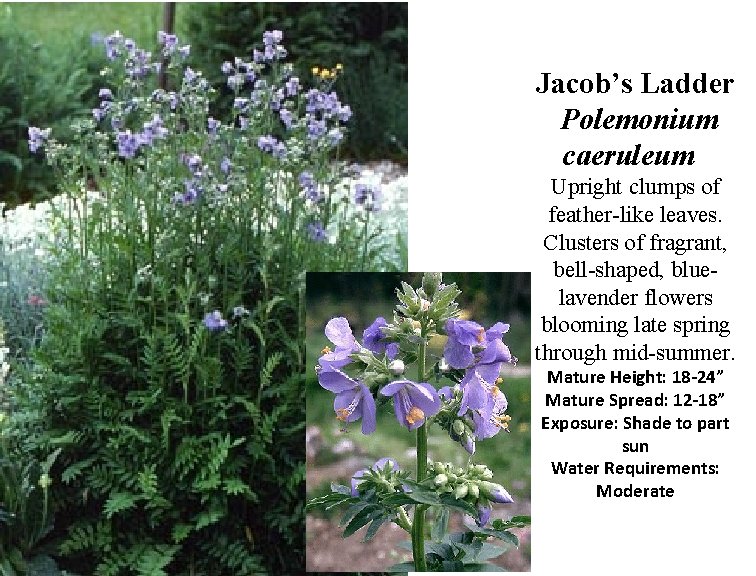 Jacob’s Ladder Polemonium caeruleum Upright clumps of feather-like leaves. Clusters of fragrant, bell-shaped, bluelavender