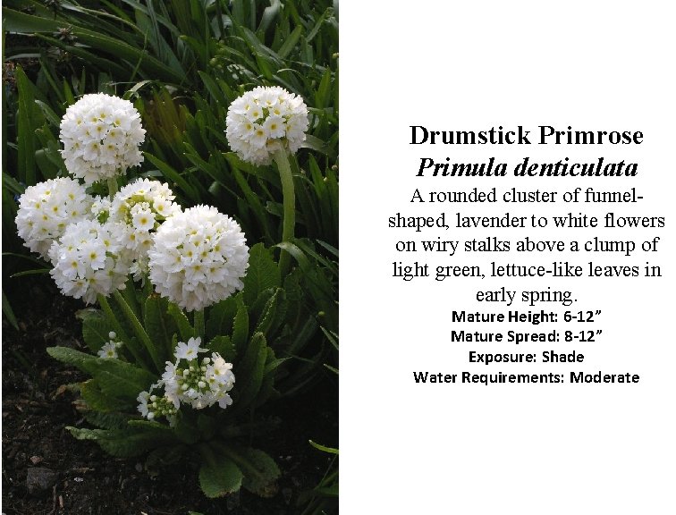 Drumstick Primrose Primula denticulata A rounded cluster of funnelshaped, lavender to white flowers on