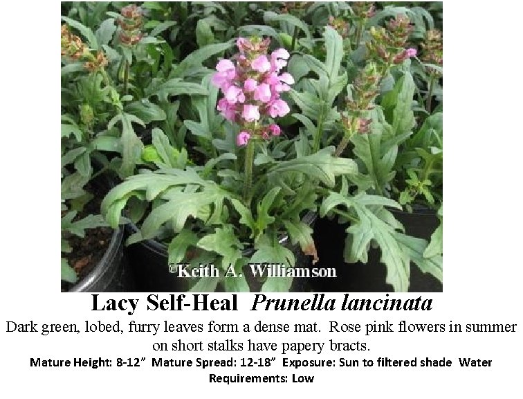 Lacy Self-Heal Prunella lancinata Dark green, lobed, furry leaves form a dense mat. Rose