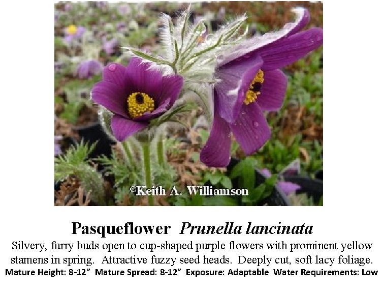 Pasqueflower Prunella lancinata Silvery, furry buds open to cup-shaped purple flowers with prominent yellow