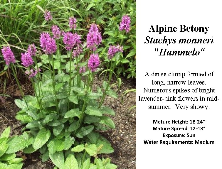 Alpine Betony Stachys monneri "Hummelo“ A dense clump formed of long, narrow leaves. Numerous
