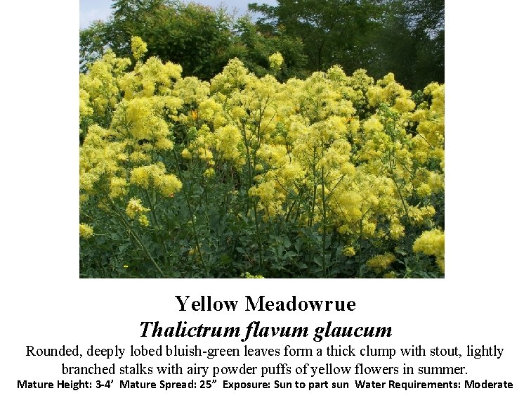 Yellow Meadowrue Thalictrum flavum glaucum Rounded, deeply lobed bluish-green leaves form a thick clump