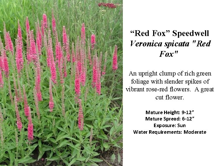 “Red Fox” Speedwell Veronica spicata "Red Fox" An upright clump of rich green foliage