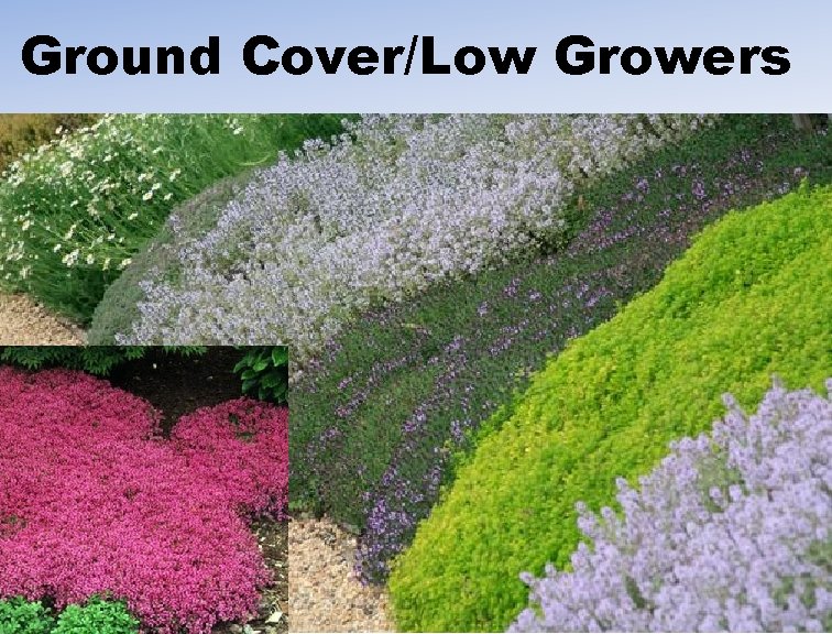 Ground Cover/Low Growers 