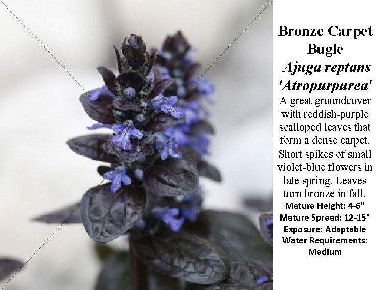 Bronze Carpet Bugle Ajuga reptans 'Atropurpurea' A great groundcover with reddish-purple scalloped leaves that