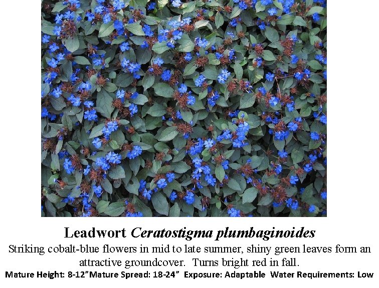 Leadwort Ceratostigma plumbaginoides Striking cobalt-blue flowers in mid to late summer, shiny green leaves