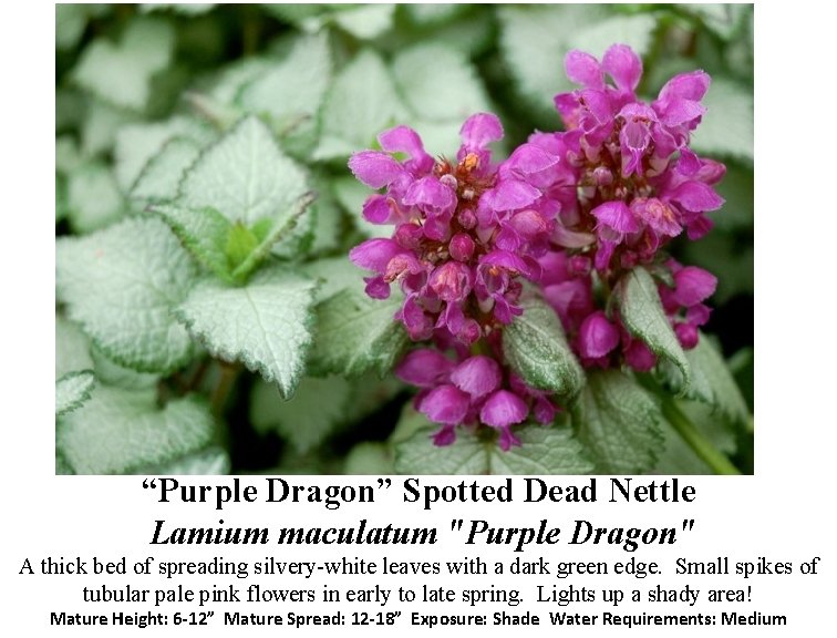 “Purple Dragon” Spotted Dead Nettle Lamium maculatum "Purple Dragon" A thick bed of spreading