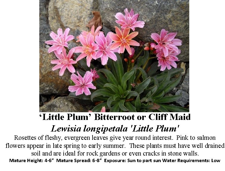 ‘Little Plum’ Bitterroot or Cliff Maid Lewisia longipetala 'Little Plum' Rosettes of fleshy, evergreen