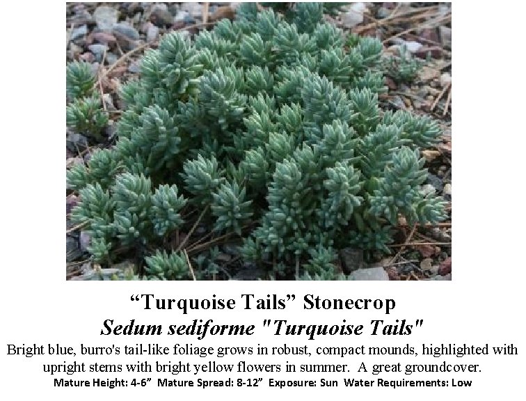 “Turquoise Tails” Stonecrop Sedum sediforme "Turquoise Tails" Bright blue, burro's tail-like foliage grows in