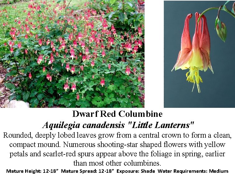 Dwarf Red Columbine Aquilegia canadensis "Little Lanterns" Rounded, deeply lobed leaves grow from a