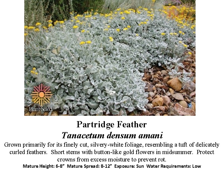 Partridge Feather Tanacetum densum amani Grown primarily for its finely cut, silvery-white foliage, resembling