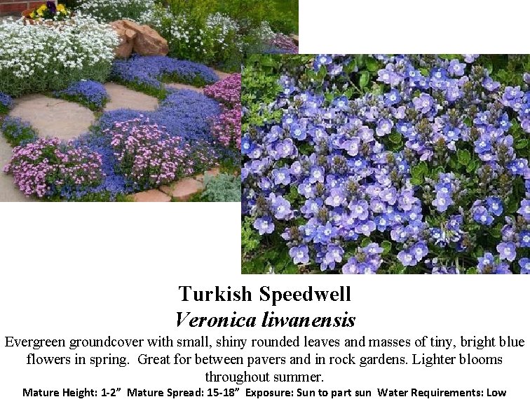 Turkish Speedwell Veronica liwanensis Evergreen groundcover with small, shiny rounded leaves and masses of