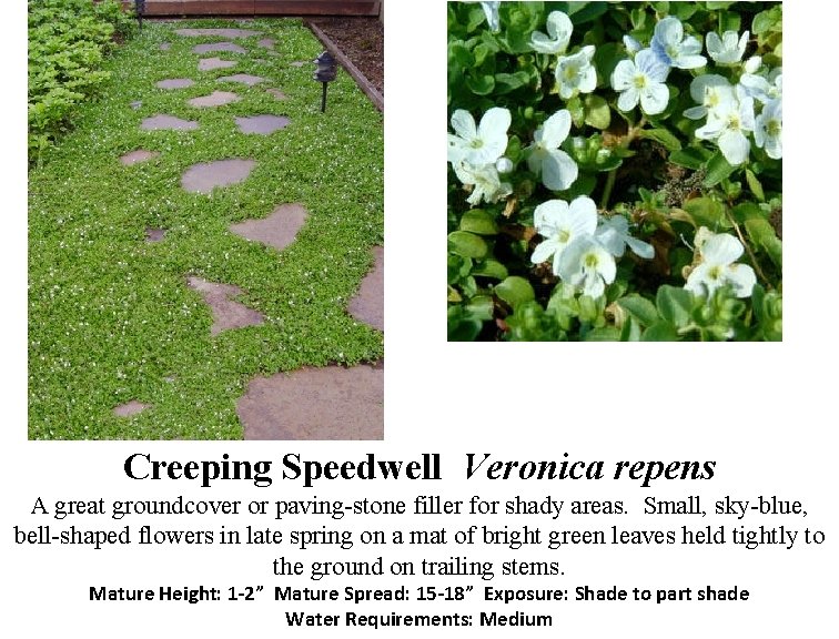 Creeping Speedwell Veronica repens A great groundcover or paving-stone filler for shady areas. Small,