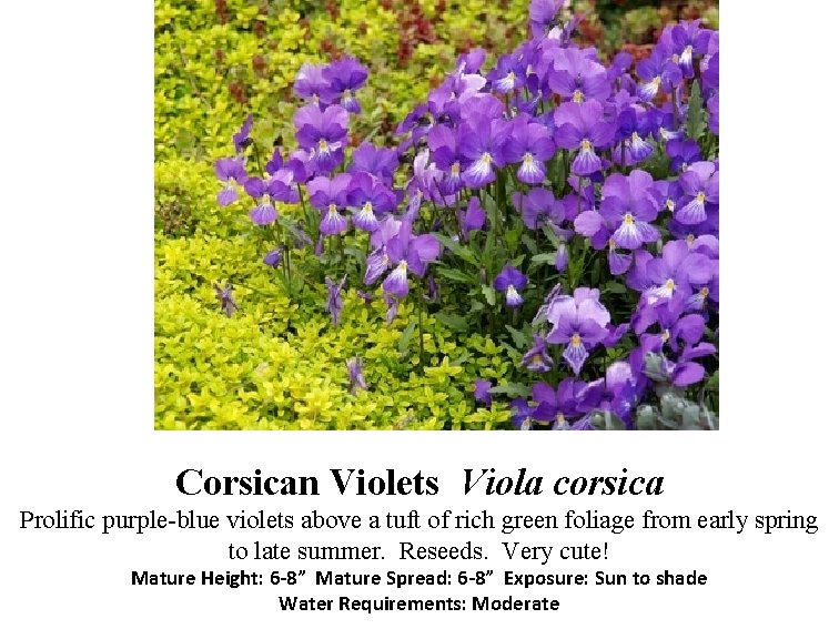 Corsican Violets Viola corsica Prolific purple-blue violets above a tuft of rich green foliage