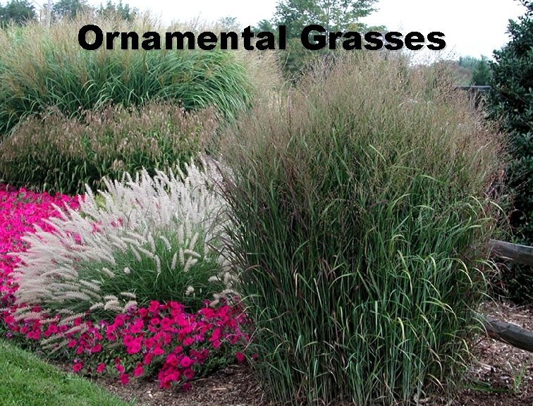 Ornamental Grasses 